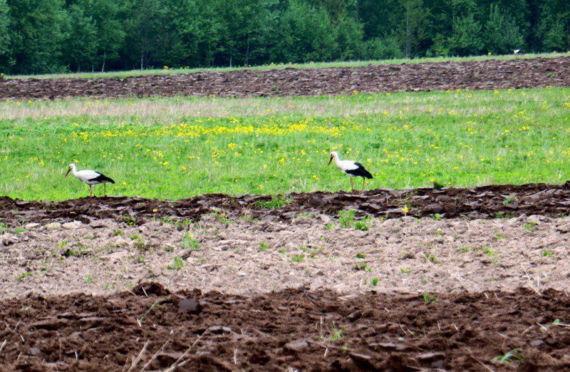 В Климовичском районе подвели итоги по видам работ и наградили лидеров сева яровых зерновых культур