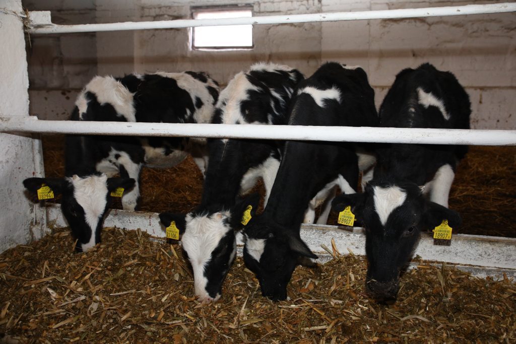 День животновода провели на ферме Свирель КСУП «Михалинский» Климовичского района