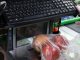 КГК проверил 17 магазинов в трех районах Могилевщины — нарушения выявлены в каждом