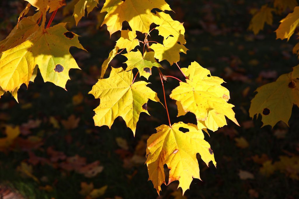 ФОТО: Золотая осень-2022 на Климовщине