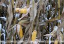 Уласевич: увеличение посева кукурузы на зерно — верный шаг для переработчиков Могилевской области