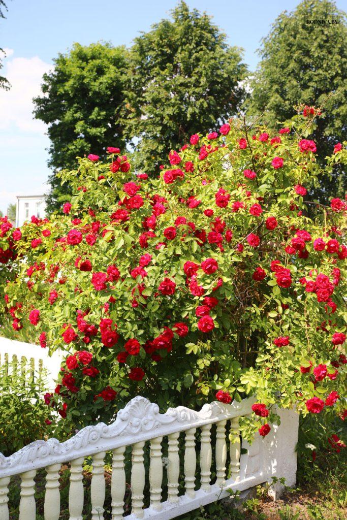 Климовчан приглашают активнее участвовать в мероприятиях по благоустройству