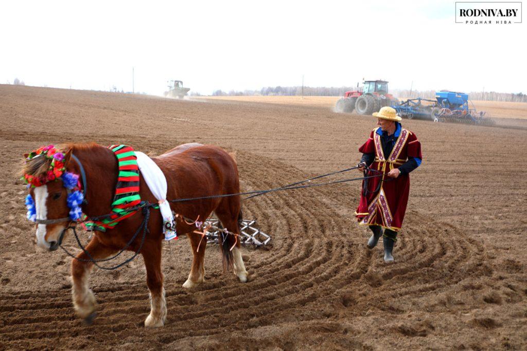 Районные засевки провели в ОАО «Племзавод «Тимоново»