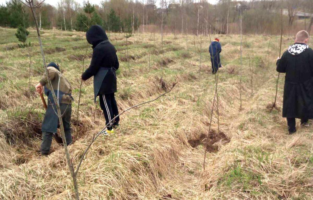 На Климовщине проходит единый день озеленения