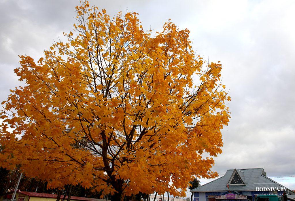 ФОТОФАКТ: яркие краски осени в Климовичах