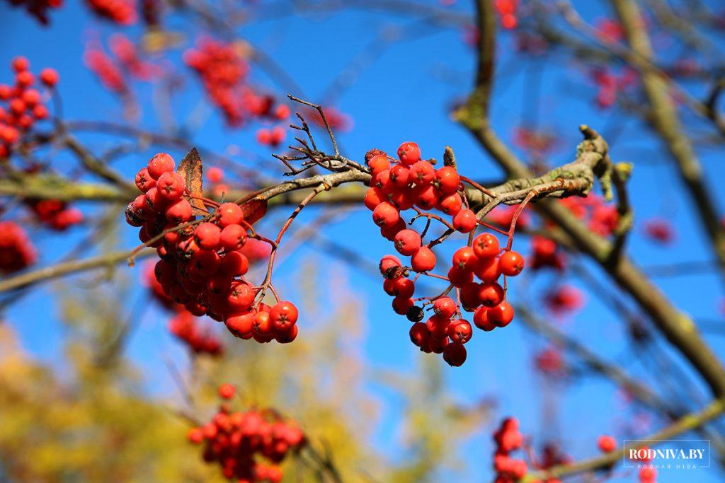 ФОТОФАКТ: яркие краски осени в Климовичах