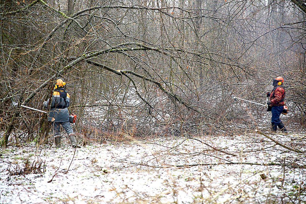 Труженики Киселево-Будского лесничества Климовичского лесхоза в числе победителей по итогам работы за 2024 год