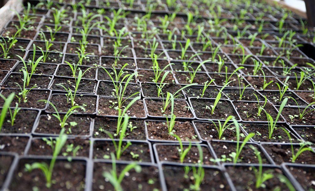 Сальвии, агератум, ценерарии. Как климовичские коммунальщики украсят город