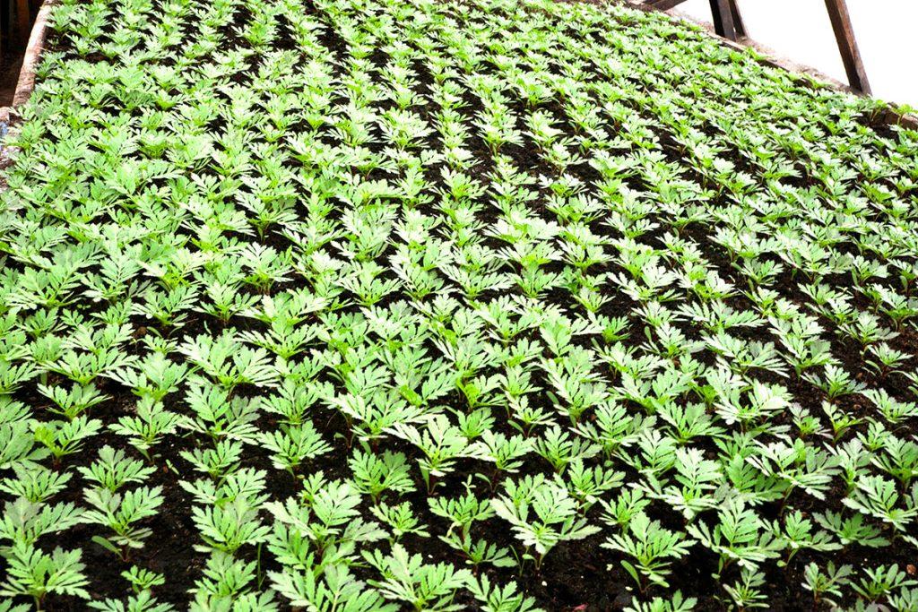 Сальвии, агератум, ценерарии. Как климовичские коммунальщики украсят город