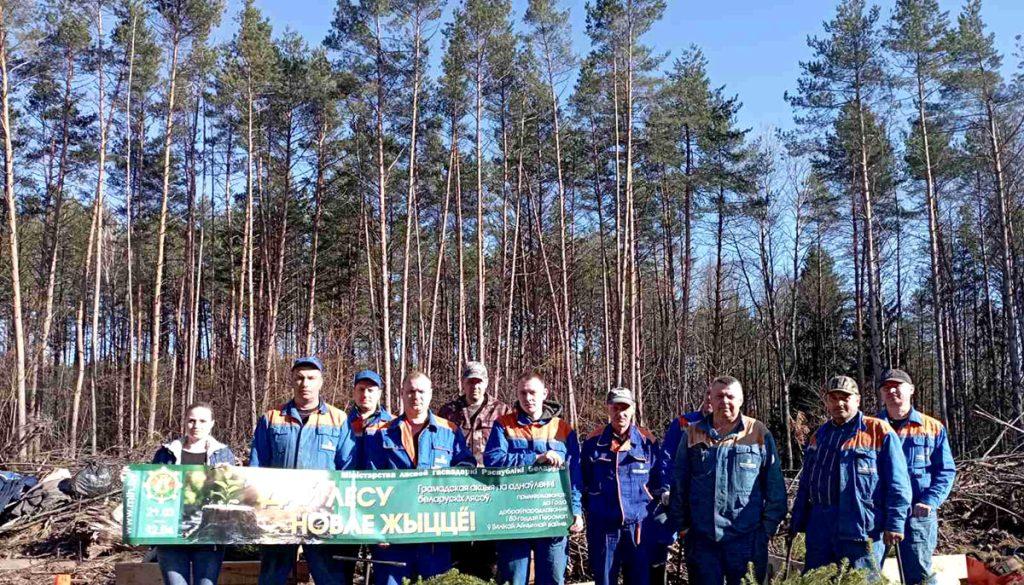 Как климовчане участвуют в акции «Дай лесу новае жыццё!»