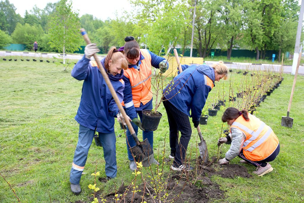 Как Климовичи готовятся к фестивалю «Золотая пчелка»