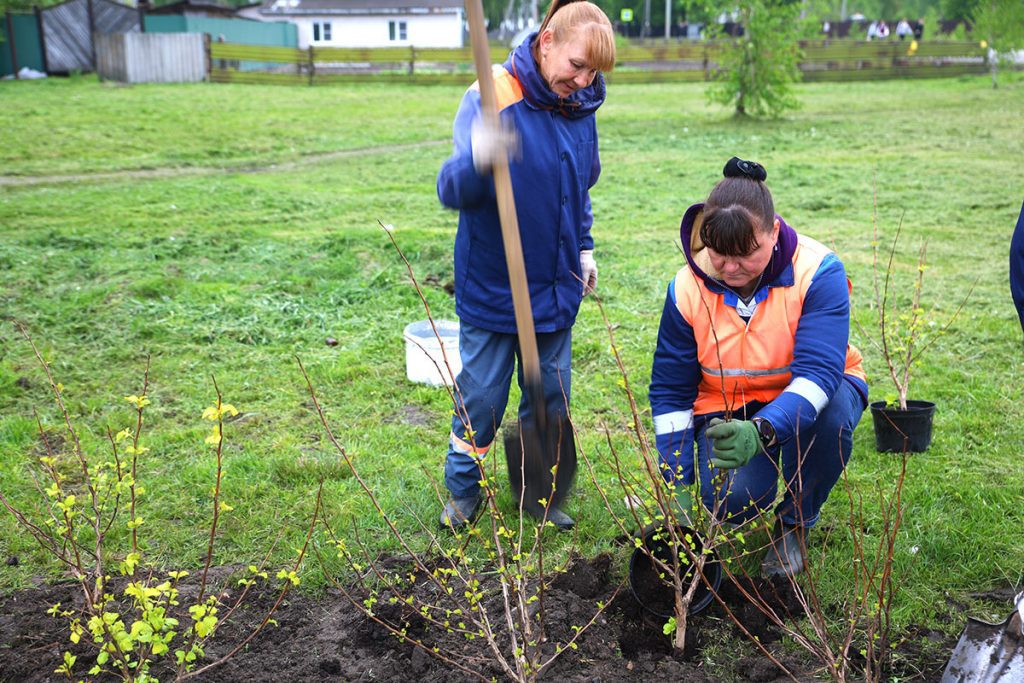 Сколько цветов высадили в Климовичах при подготовке к «Золотой пчелке»