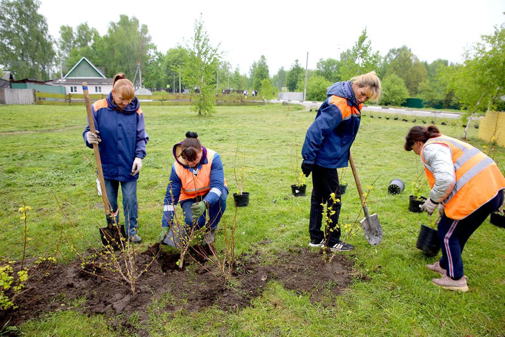 Как Климовичи готовятся к фестивалю «Золотая пчелка»