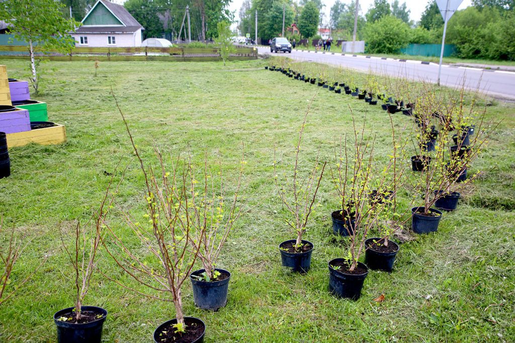 Как Климовичи готовятся к фестивалю «Золотая пчелка»