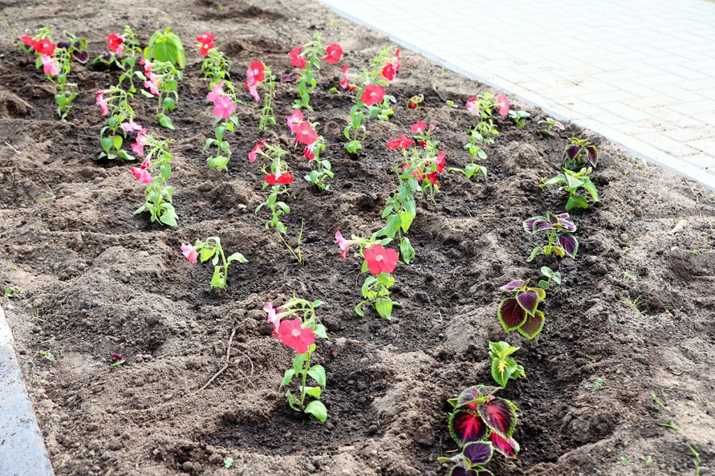 Яркие краски для города: «Коммунальник» озеленяет центр Климовичей