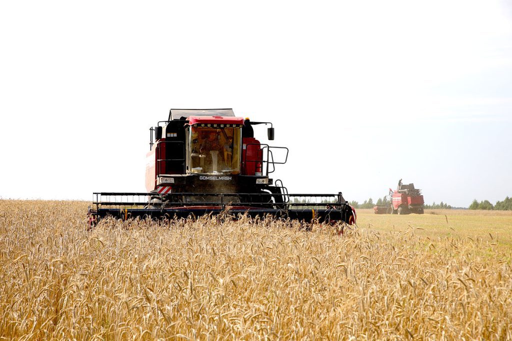 В ОАО «Племенной завод «Тимоново» убирают озимую тритикале