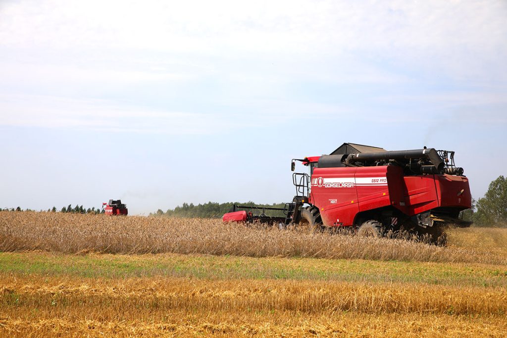 В ОАО «Племенной завод «Тимоново» убирают озимую тритикале