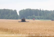 В Беларуси намолотили 8,4 млн тонн зерна