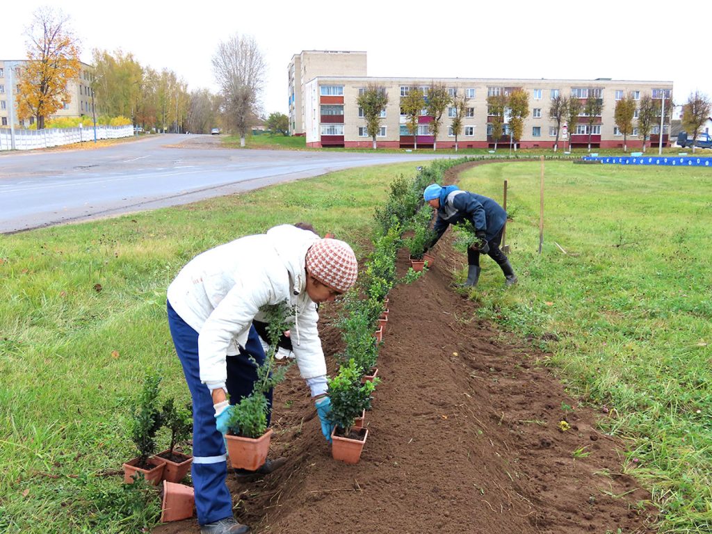 Кусты самшита и чистые улицы: климовчане продолжают наводить порядок