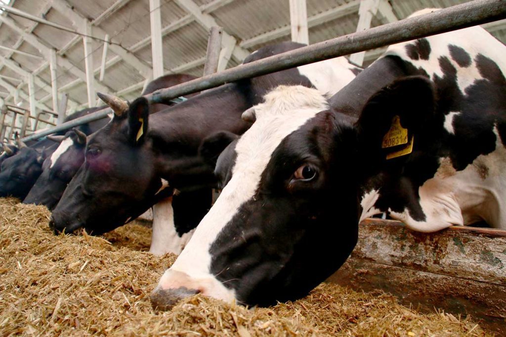 Отчет о работе Климовичского райисполкома по социально-экономическому развитию района в 2025 году