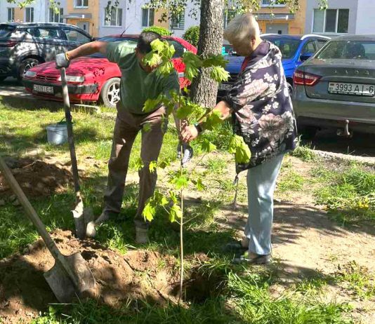 Где в Климовичах посадили молодые дубы и клены Главная