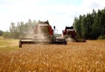 В КСУП «Полошково» Климовичского района убирают озимый ячмень