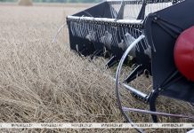 В Беларуси намолотили почти 8,6 млн тонн зерна