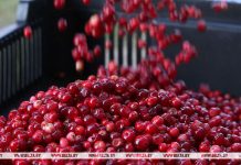 В Могилевской области установили сроки сбора и заготовки дикорастущих ягод брусники и клюквы