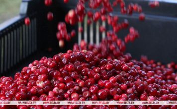 В Могилевской области установили сроки сбора и заготовки дикорастущих ягод брусники и клюквы