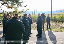 Лукашенко поручил Минсельхозпроду не ослаблять давление на регионы по проблеме падежа КРС